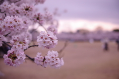 桜と姫路城⑤