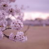 桜と姫路城⑤