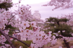 桜と姫路城②