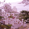 桜と姫路城②