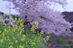 近所の川の桜②