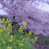 近所の川の桜②
