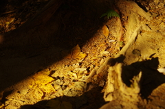 秋の書写山円教寺にて④