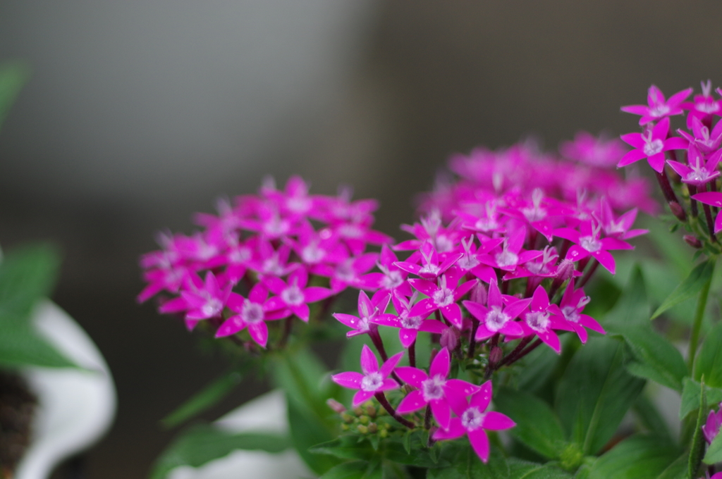 庭の花