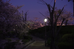 夜桜の姫路城(31mm)　其の②
