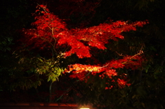夜の好古園にて⑨