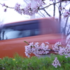 近所の川の桜③