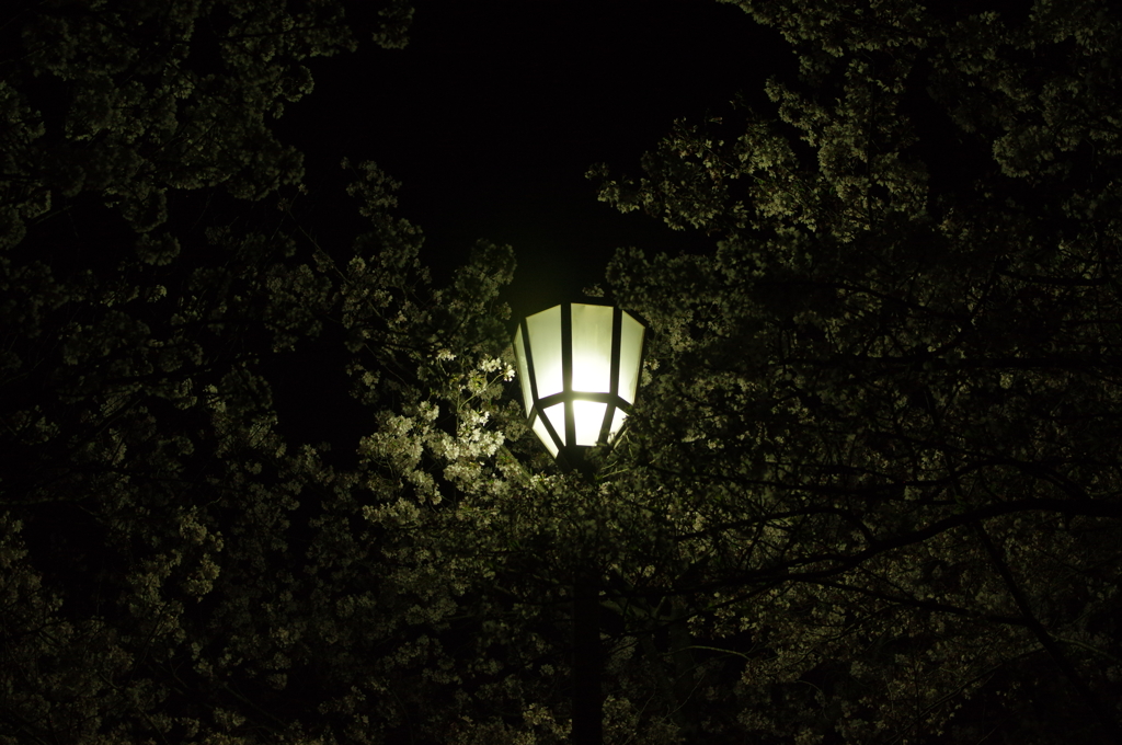 夜桜の姫路城(31mm)　其の⑥