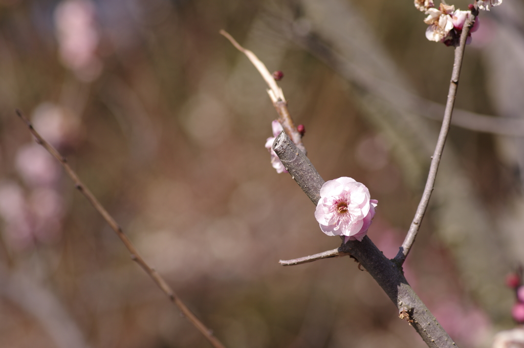 梅公園にて②