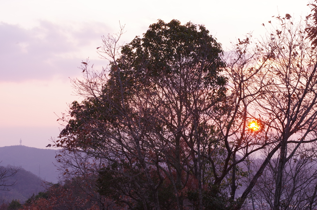近所の神社にて⑧