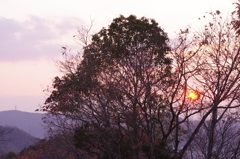 近所の神社にて⑧