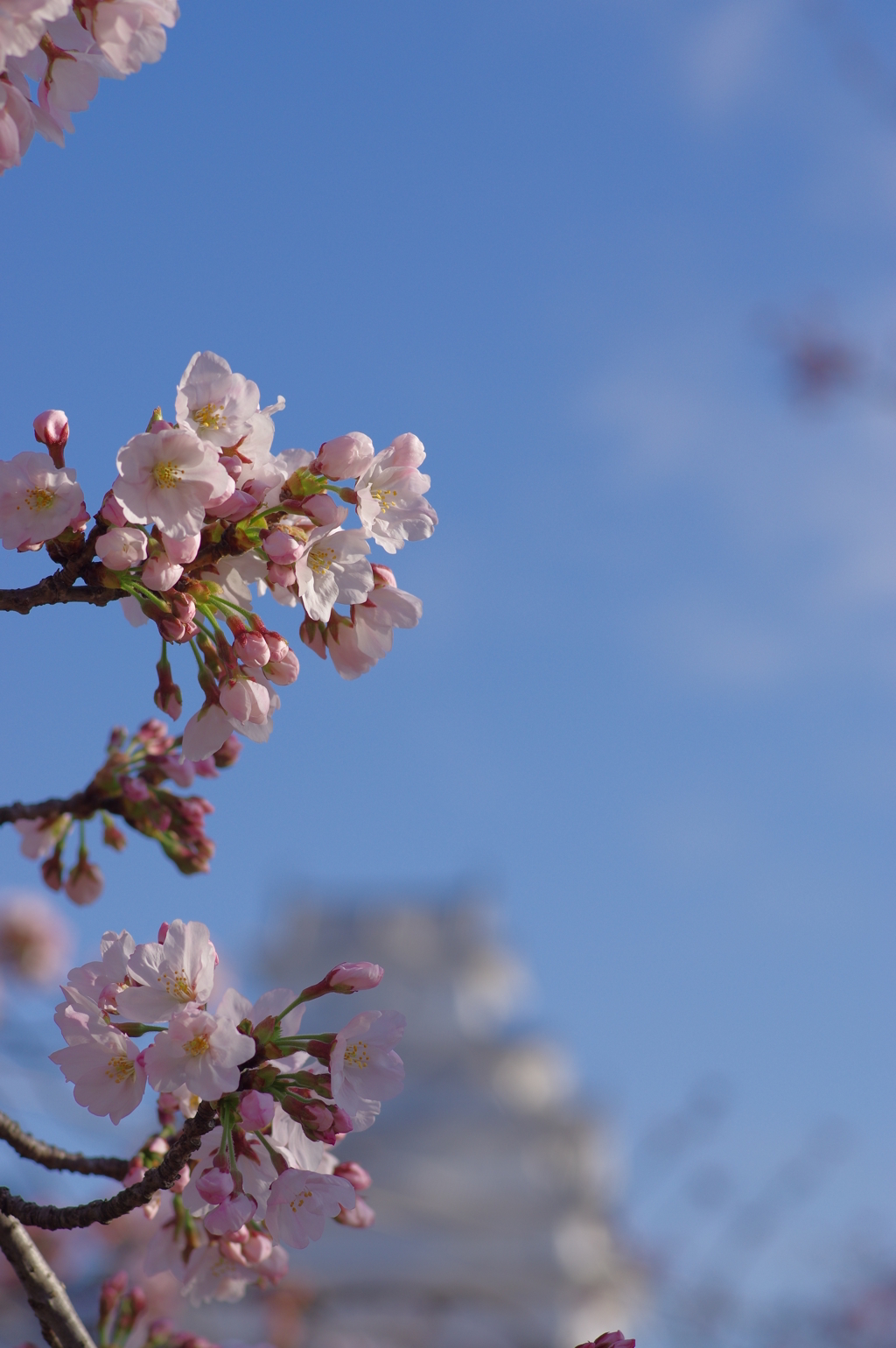 桜の姫路城(77mm)　其の⑥