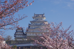 桜の姫路城(77mm)　其の⑦