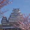 桜の姫路城(77mm)　其の⑦