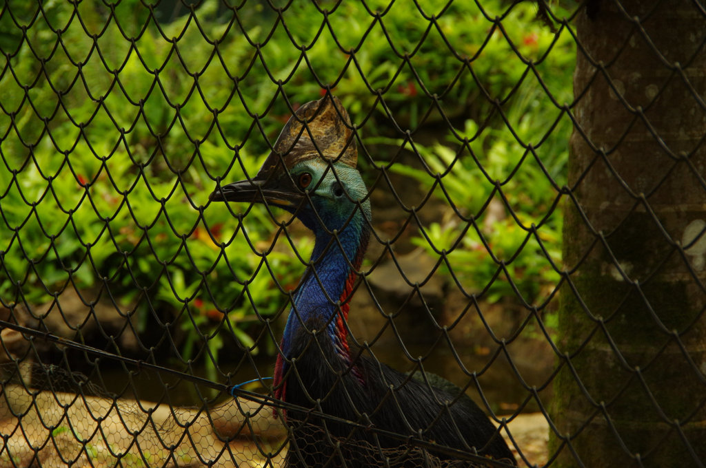 キュランダ動物園　其の①