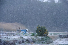元旦の雪③
