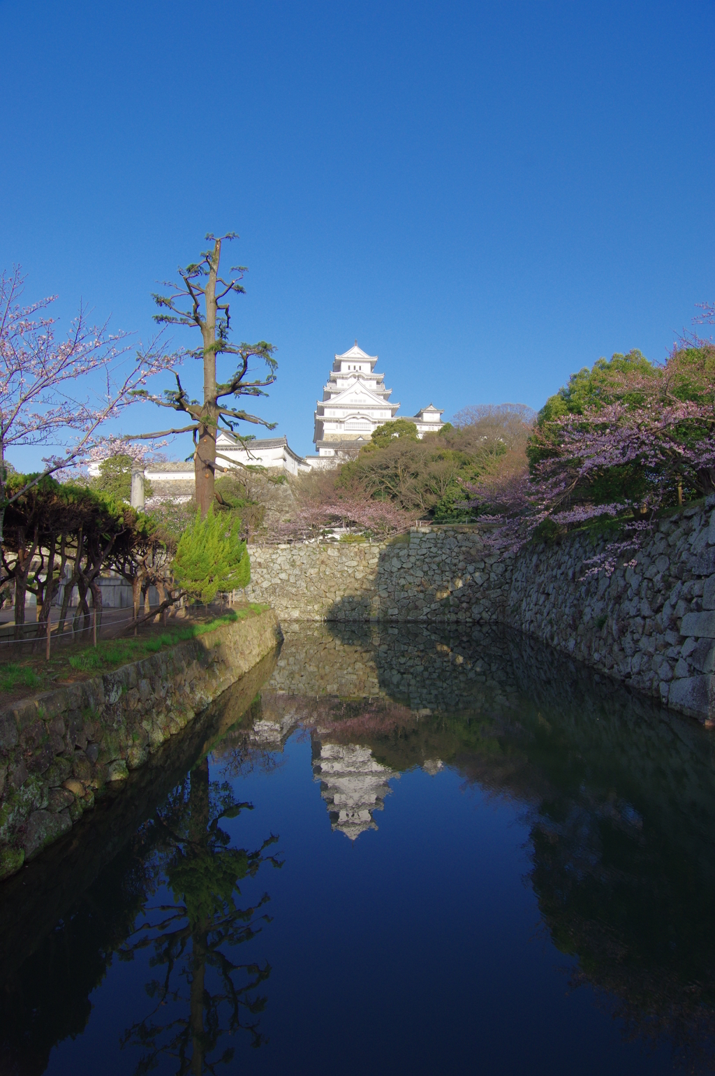桜の姫路城(12mm)　其の①