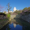 桜の姫路城(12mm)　其の①
