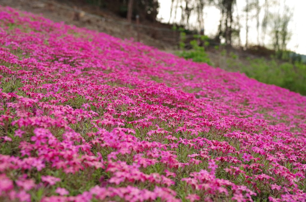近所の芝桜6