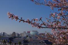 桜の姫路城(31mm)　其の⑥