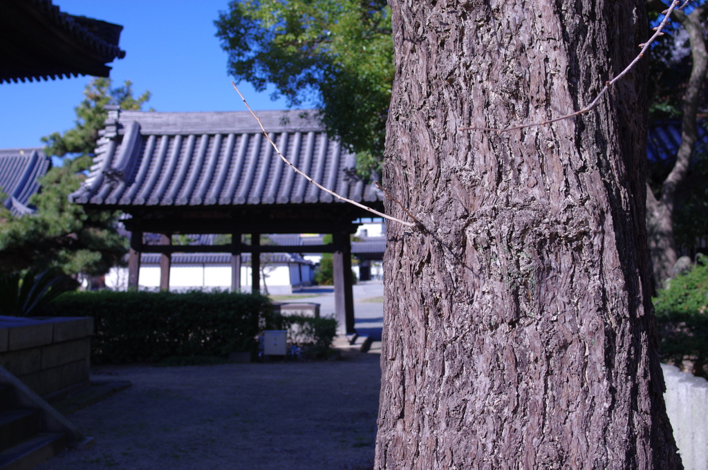 亀山御坊本徳寺にて　其の②