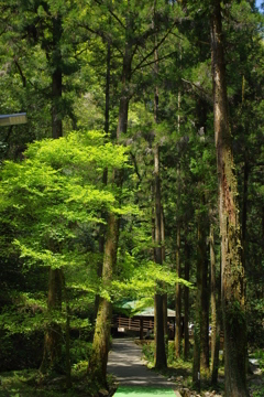 山口　秋芳洞にて　其の②