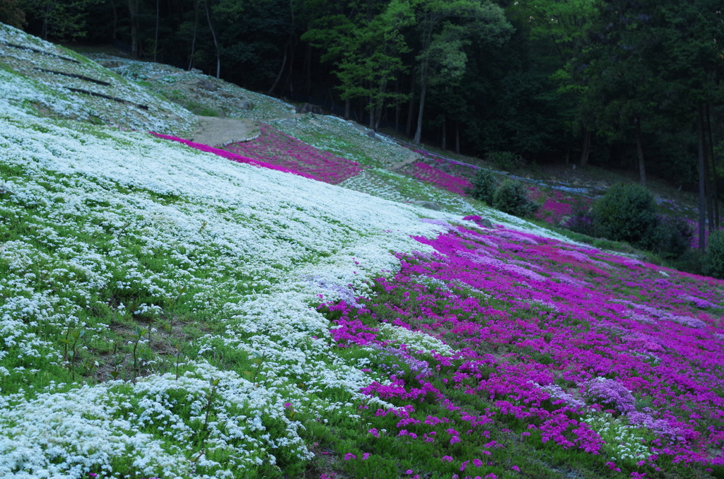 近所の芝桜10