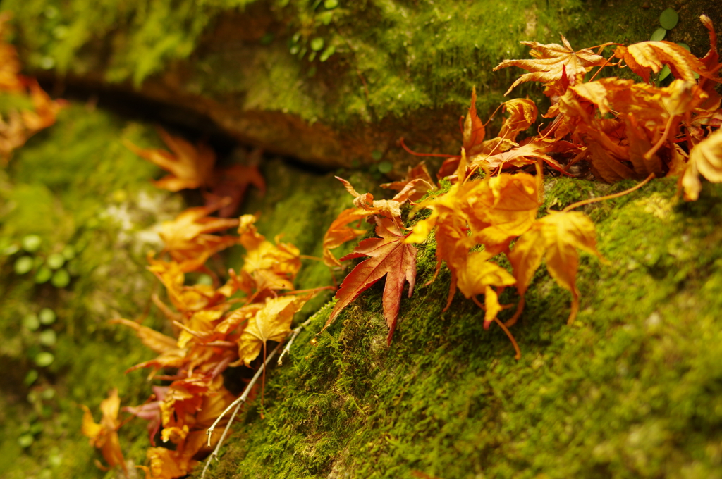 秋の書写山円教寺にて⑦