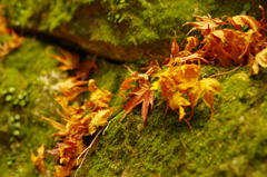 秋の書写山円教寺にて⑦