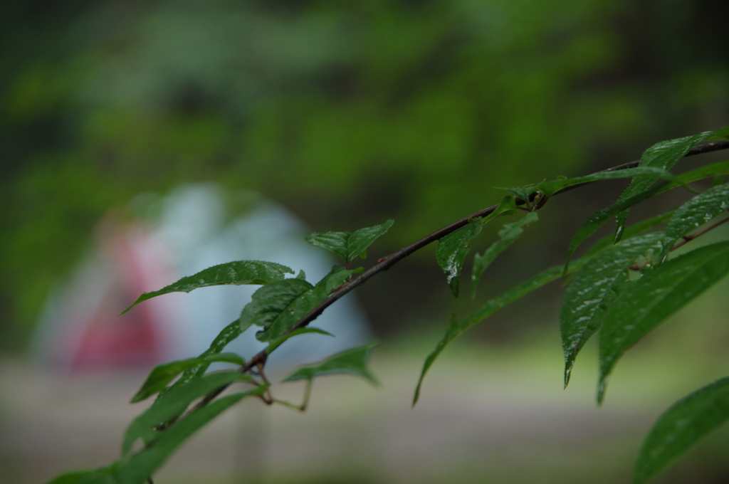 渓流釣りキャンプにて④