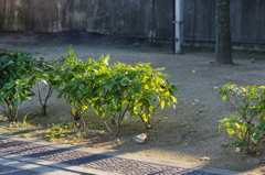 初冬の朝の公園にて①