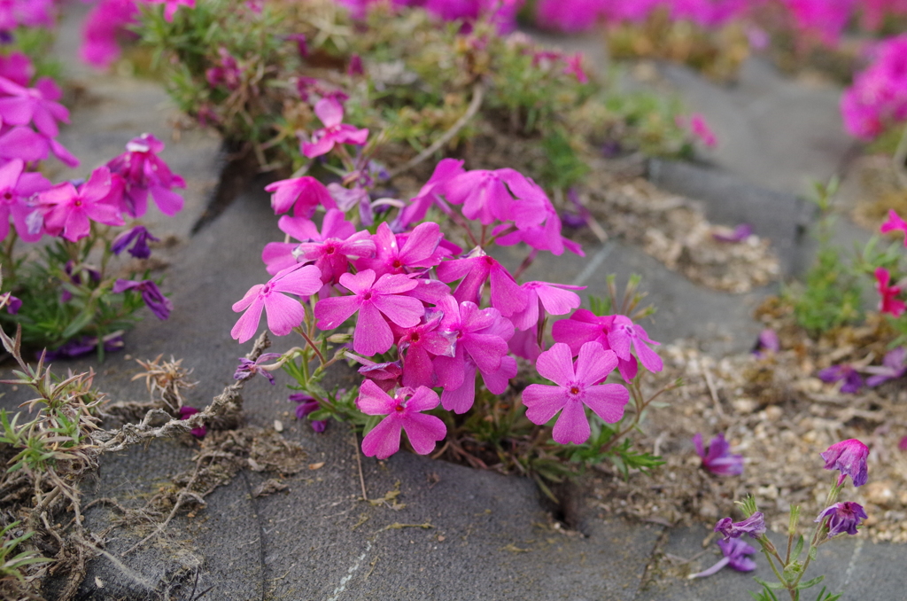 近所の芝桜5