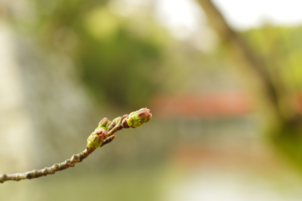 桜咲く前の姫路城周辺　其の①