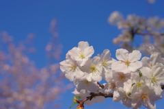 桜の姫路城(31mm)　其の④