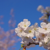 桜の姫路城(31mm)　其の④