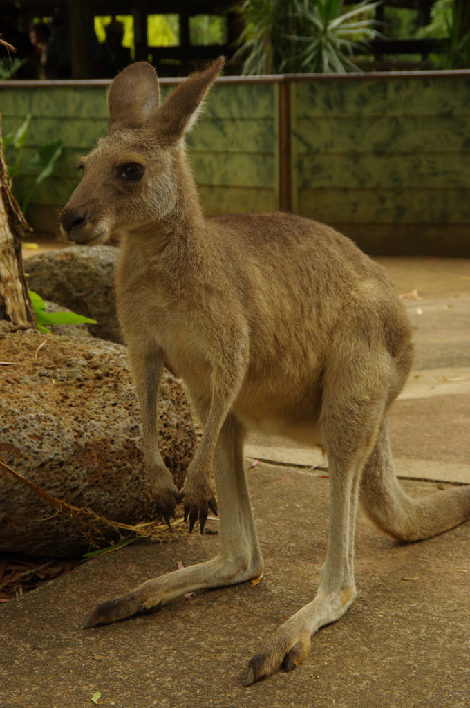 キュランダ動物園　其の⑦