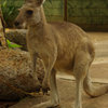 キュランダ動物園　其の⑦