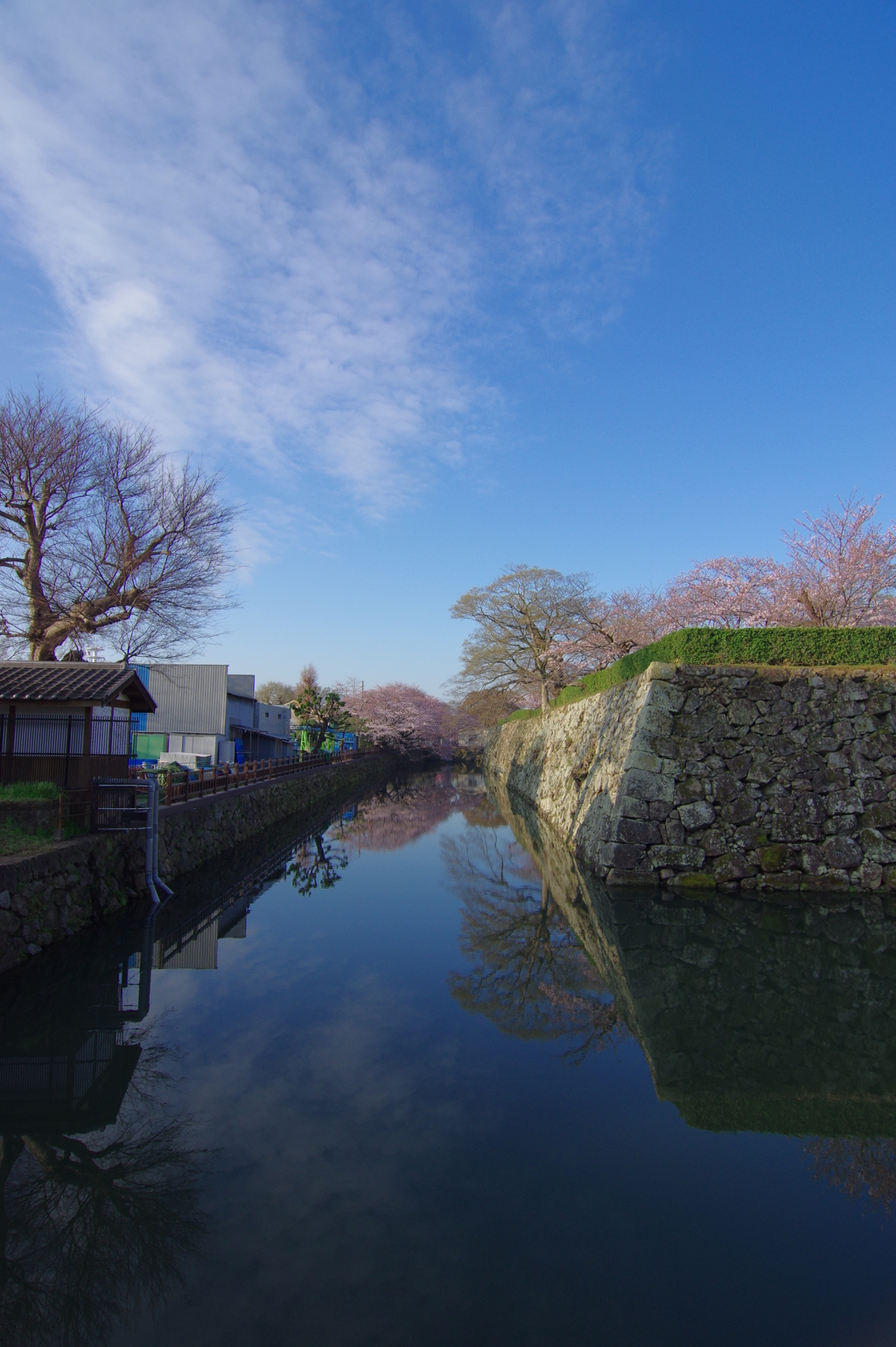 桜の姫路城(12mm)　其の②