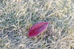 初冬の朝の公園にて②