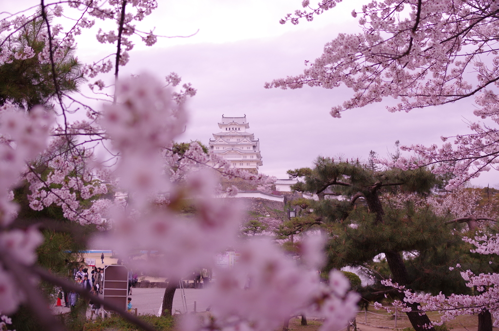 桜と姫路城①