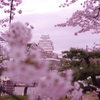 桜と姫路城①