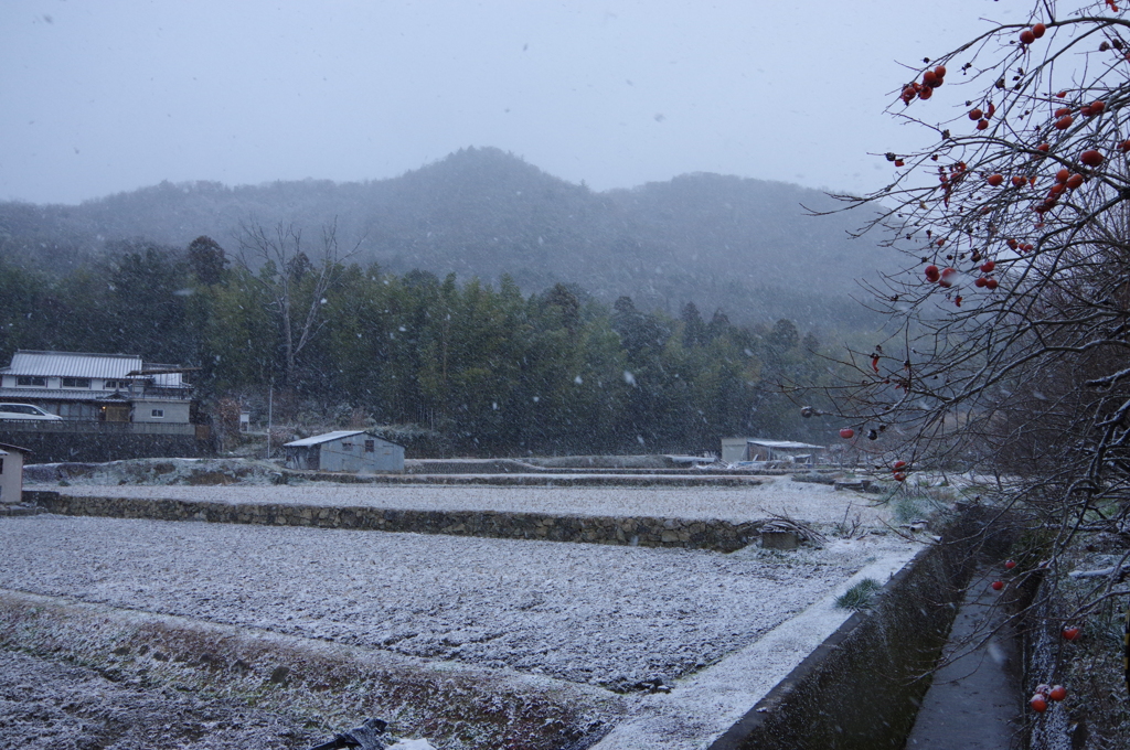 元旦の雪④