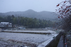 元旦の雪④