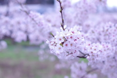 近所の川の桜①