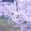 近所の川の桜①