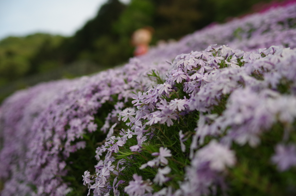 近所の芝桜2