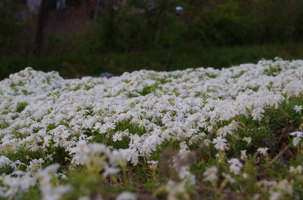 近所の芝桜7