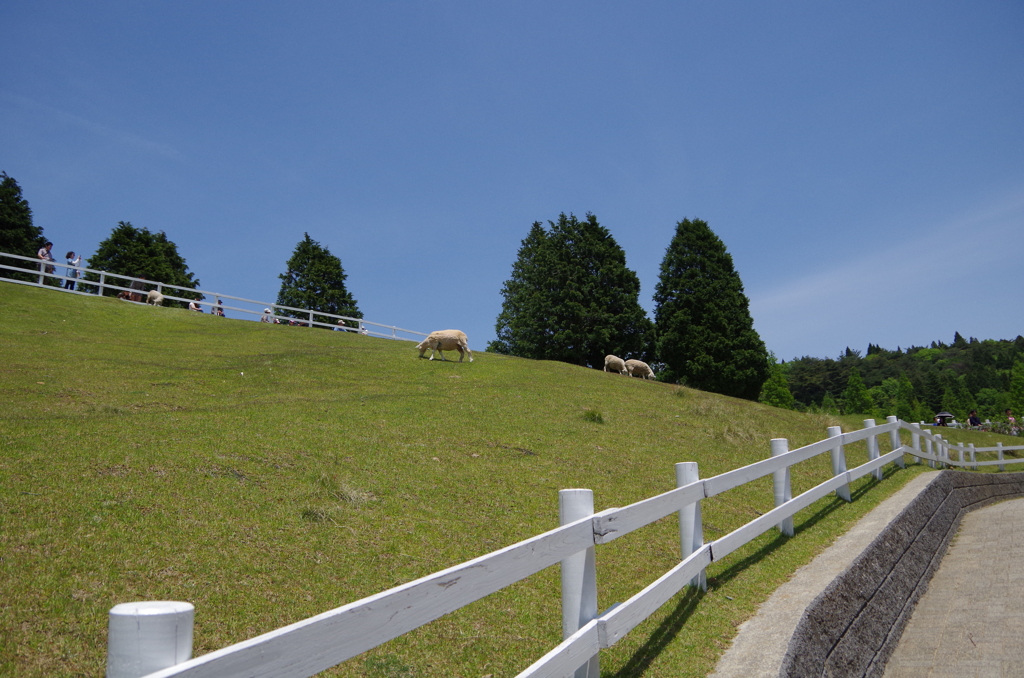 六甲山牧場04