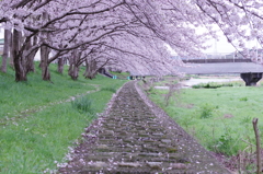 近所の川の桜⑦