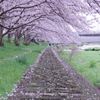 近所の川の桜⑦